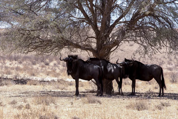 Άγρια βόσκηση Blue Wildebeest Gnu (Connochaetes taurinus) — Φωτογραφία Αρχείου