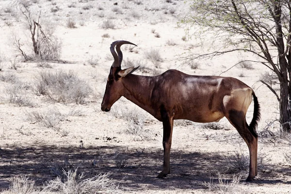 Um tsessebe comum (Alcelaphus buselaphus) estava de frente para a câmara — Fotografia de Stock