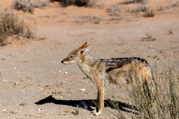 Black-backed jackal (Canis mesomelas) — Stock Photo, Image