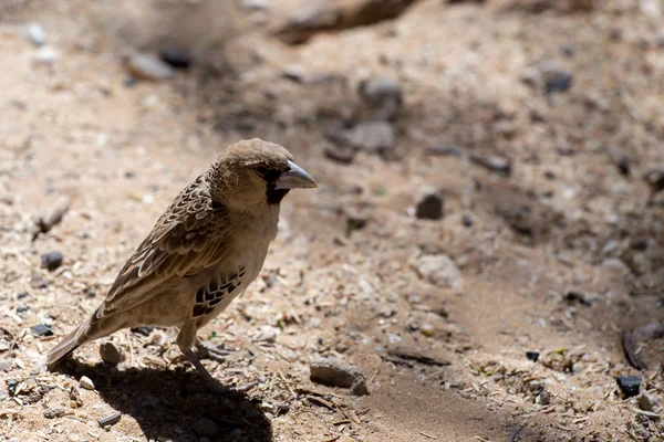 Družný Weaver pták na Kgalagadi — Stock fotografie