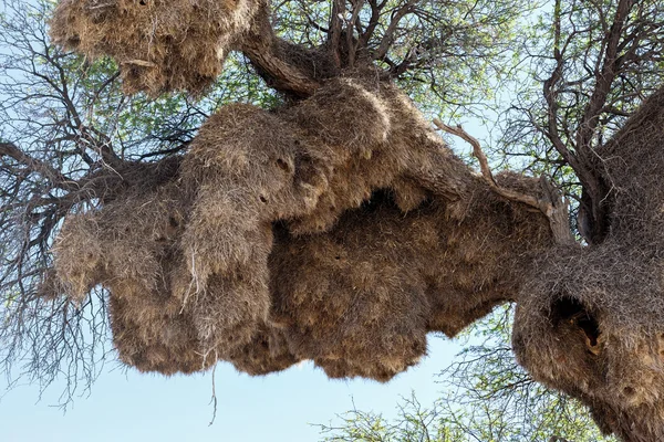 Wielkie gniazdo Afryki tkacz towarzyski na drzewo — Zdjęcie stockowe