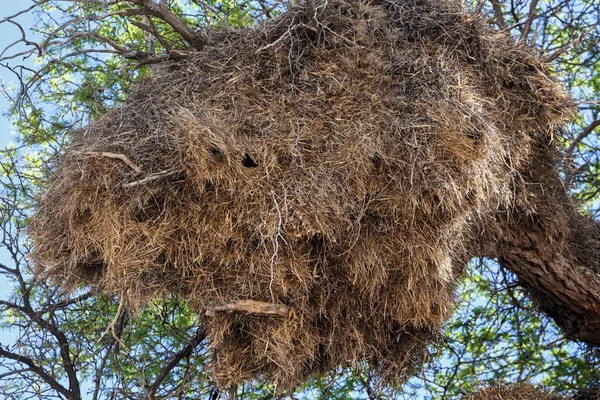 Tisseur sociable africain grand nid sur arbre — Photo