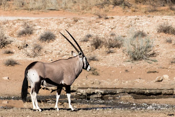 Órix, Oryx gazella — Fotografia de Stock