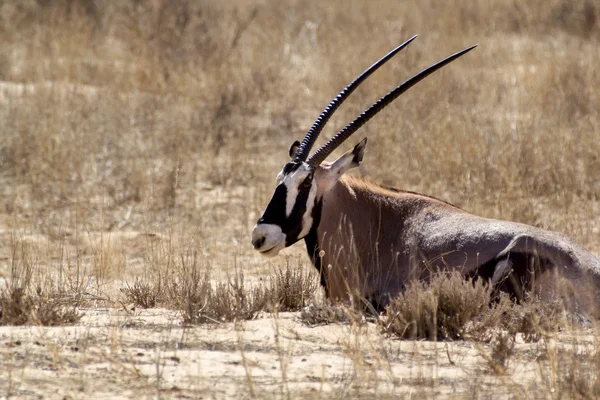 Portrait of Gemsbok, Oryx gazella — Stock Photo, Image