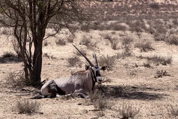 Órix, Oryx gazella — Fotografia de Stock