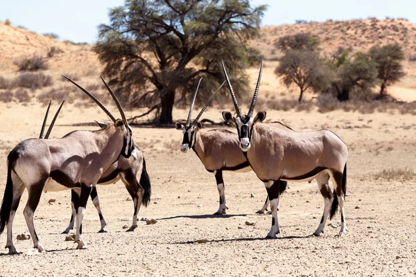 Oryks południowy, Oryx gazella — Zdjęcie stockowe