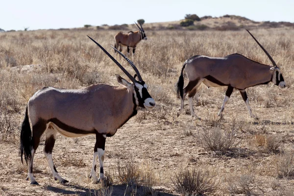 Orice gazzella, Oryx gazella — Foto Stock