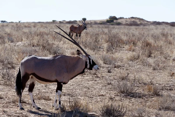 Gemsbok, Oryx gazella — Φωτογραφία Αρχείου