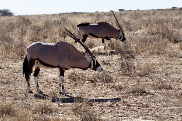 Gemsbok, 오릭스 gazella — 스톡 사진