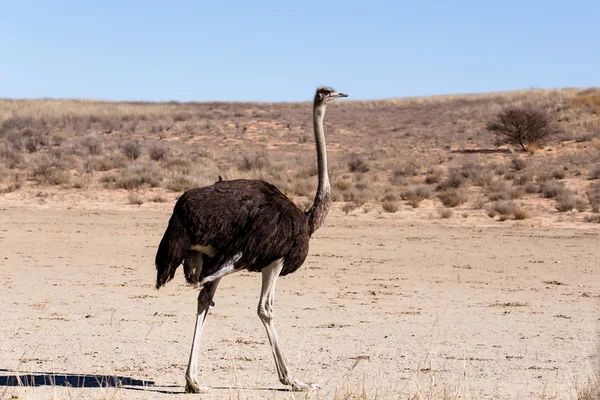 Autruche Struthio camelus, à Kgalagadi, Afrique du Sud — Photo