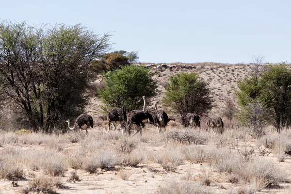 Strusia Struthio camelus, Kgalagadi, Republika Południowej Afryki — Zdjęcie stockowe