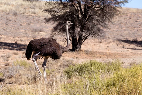 Страус Struthio camelus, у Кгалагаді, Південно-Африканська Республіка — стокове фото