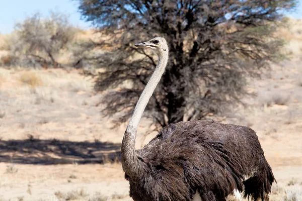 Struts Struthio camelus, i Kgalagadi, Sydafrika — Stockfoto