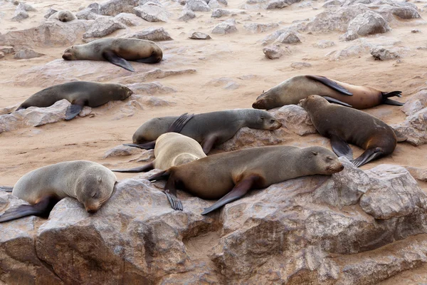 Enorme colonia di foca bruna - leoni marini in Namibia — Foto Stock