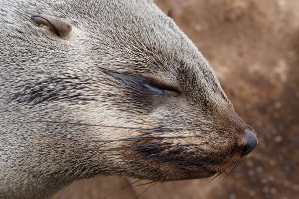 Retrato de la foca de piel marrón - lobos marinos en Namibia — Foto de Stock