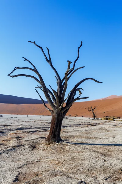 Sossusvlei beautiful landscape of death valley, namibia — Stock Photo, Image