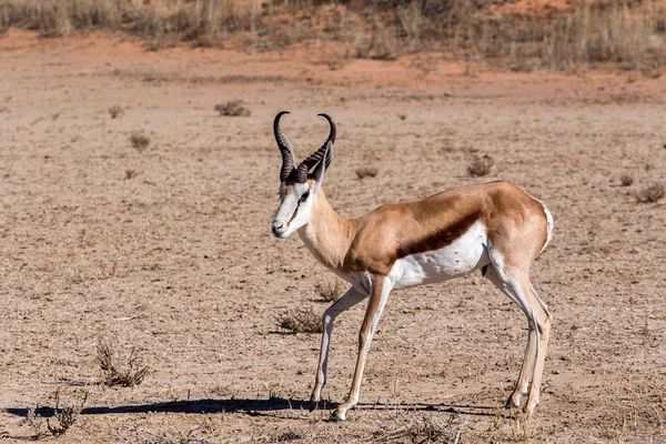 Springbok Antidorcas marsupialis en kgalagadi, Sudáfrica —  Fotos de Stock