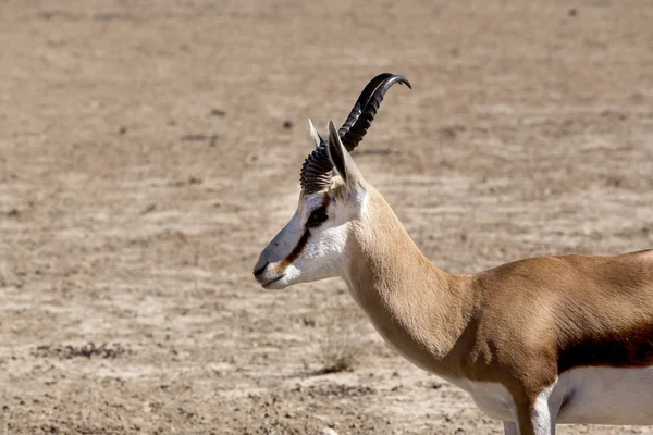 Retrato de Springbok gazella em kgalagadi, África do Sul — Fotografia de Stock