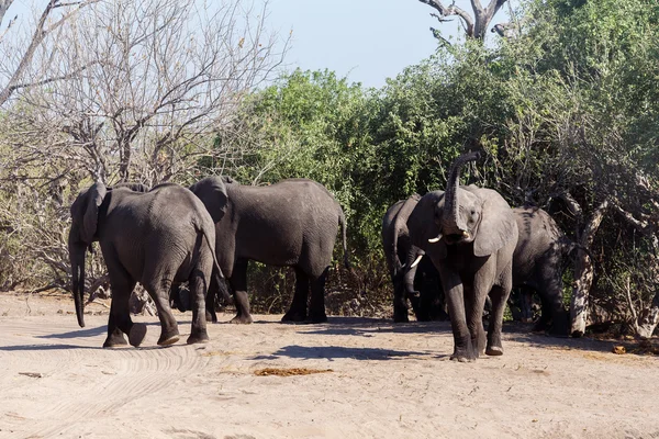 African Elephant in Chobe National Park Royalty Free Stock Images