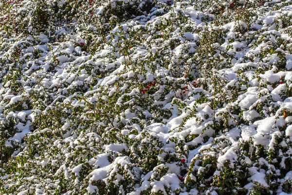 冬天背景与红白珠和雪 — 图库照片