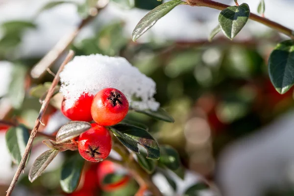 Winter background with red gaultheria and snow — Stock Photo, Image