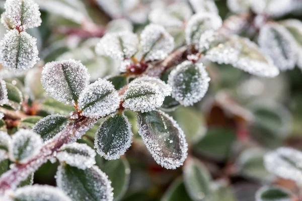 Closeup of frozen crystals on plant — Stock Photo, Image