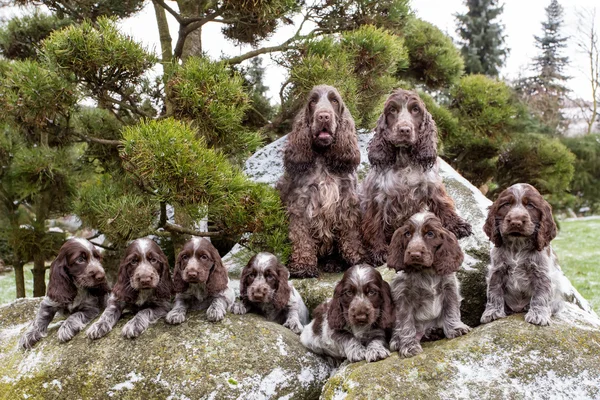 Portrait of champions of English Cocker Spaniel family — Stock Photo, Image