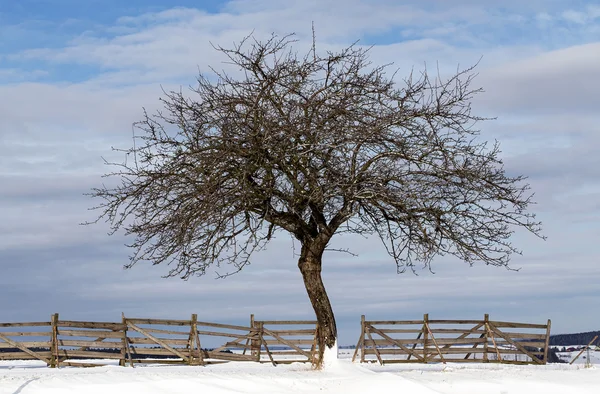 Fina vinterlandskap med träd — Stockfoto