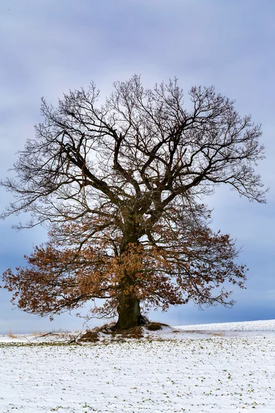 Paisagem agradável inverno com árvore — Fotografia de Stock