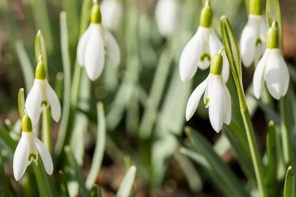 Snowdrop blomma på våren — Stockfoto