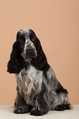İngiliz cocker spaniel portresi