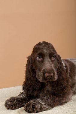İngiliz cocker spaniel portresi