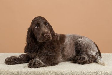 İngiliz cocker spaniel portresi