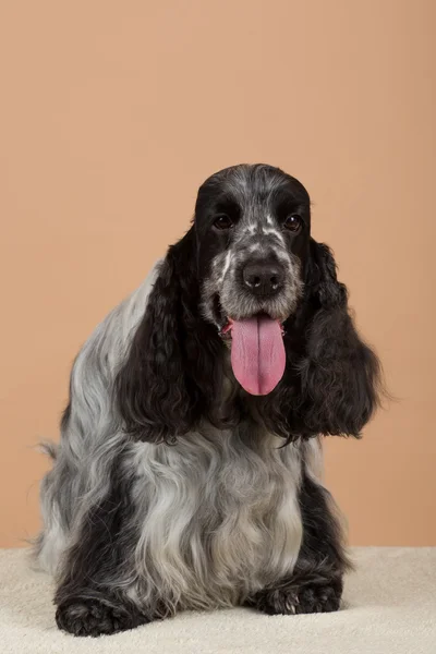 Potret dari bahasa Inggris cocker spaniel — Stok Foto