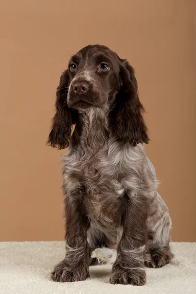 Retrato de Cocker Spaniel Inglés — Foto de Stock