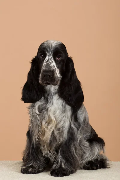 Portret van Engelse cocker spaniel — Stockfoto