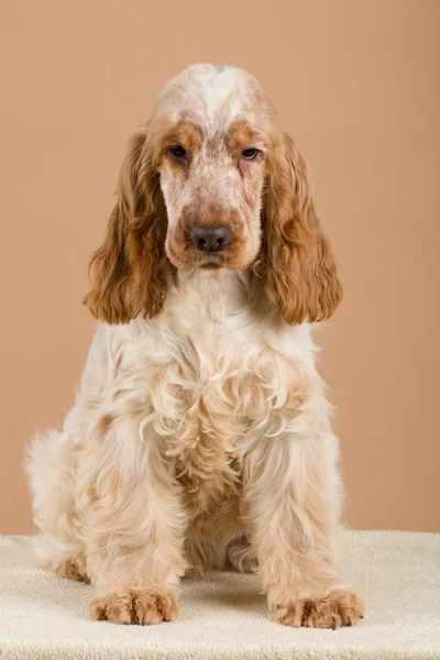 英国可卡犬的肖像 — 图库照片