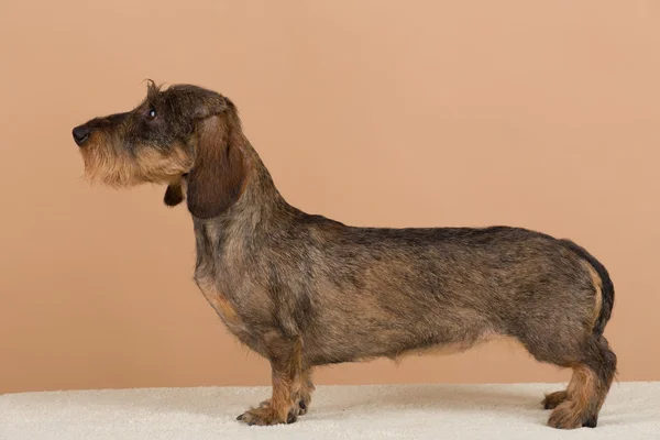 Retrato feminino de dachshund marrom — Fotografia de Stock