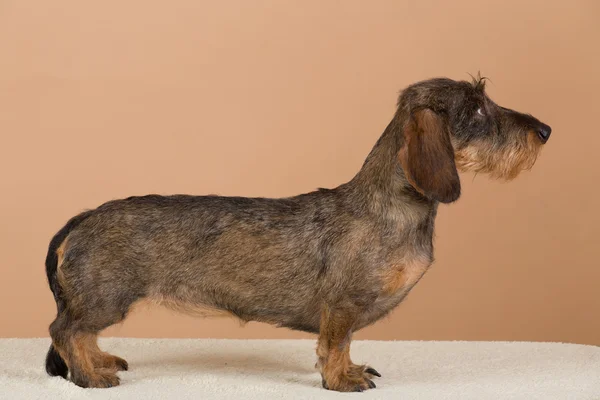 Retrato feminino de dachshund marrom — Fotografia de Stock