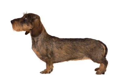 isolated female portrait of brown dachshund clipart