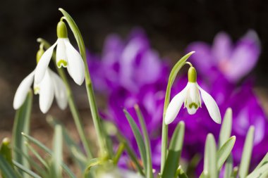 Snowdrop bloom in springtime clipart