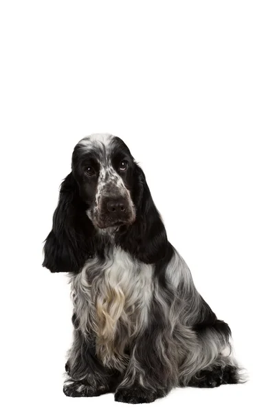 Isolated portrait of english cocker spaniel — Stock Photo, Image