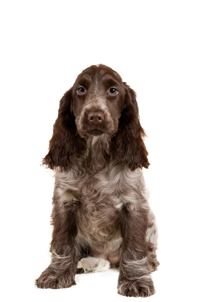 Retrato isolado de inglês cocker spaniel — Fotografia de Stock