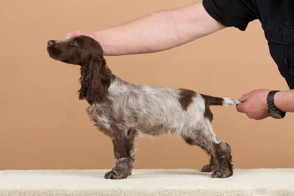 Exhibition training of english cocker spaniel — Stock Photo, Image