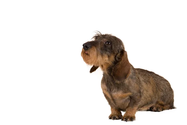 Retrato feminino isolado de dachshund marrom — Fotografia de Stock