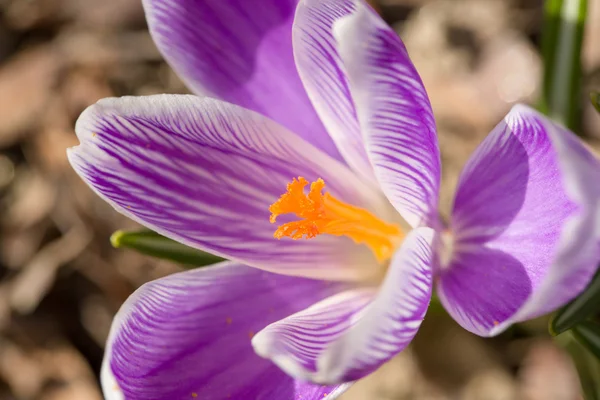 Macro of first spring flowers in garden crocus — Stock Photo, Image