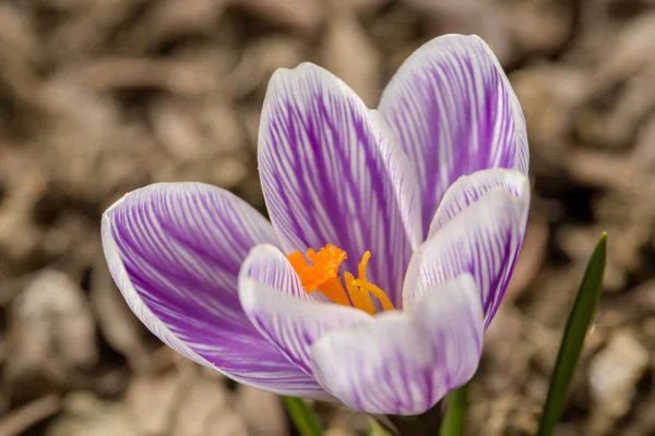 Macro de las primeras flores de primavera en el azafrán de jardín — Foto de Stock