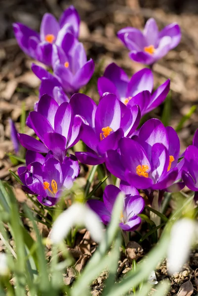 First spring flowers in garden crocus — Stock Photo, Image