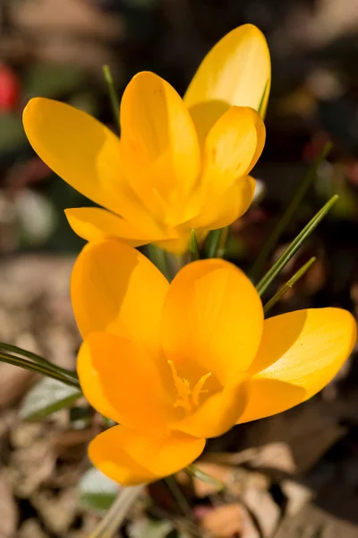 Первые весенние цветы в саду Крокус — стоковое фото