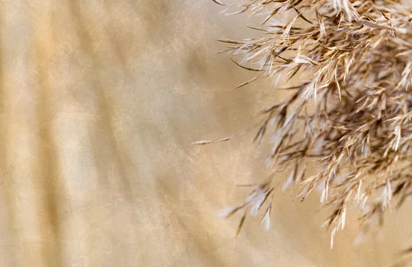 Naturliga bakgrund retro färgeffekt — Stockfoto